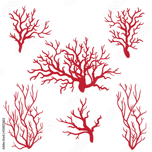 Vászonkép Sea corals