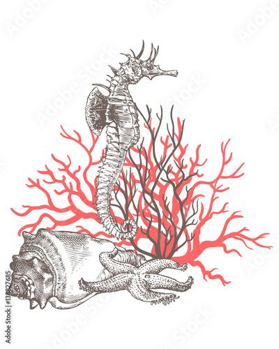 Corals, sea dragon, sea horse, sea shell, sea star