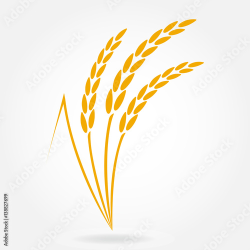 Wheat ears or rice icon. Design elements for bread packaging or beer label. Agricultural wheat and rice symbol. Vector illustration.