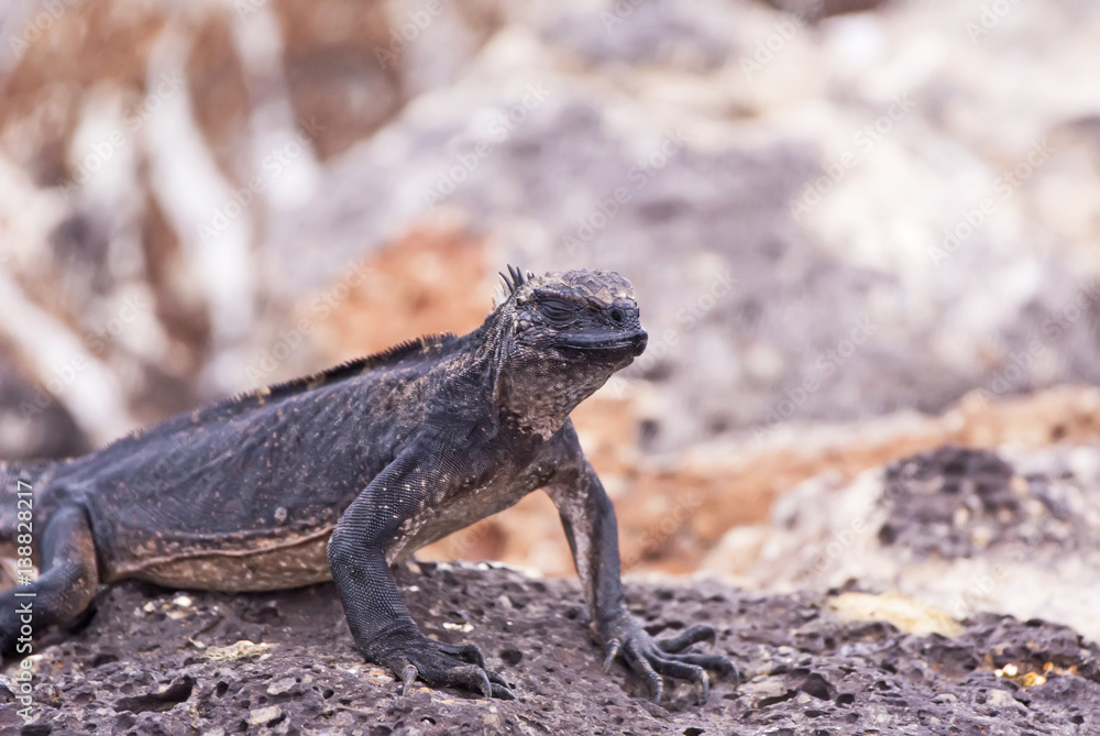 Iguana Iguana