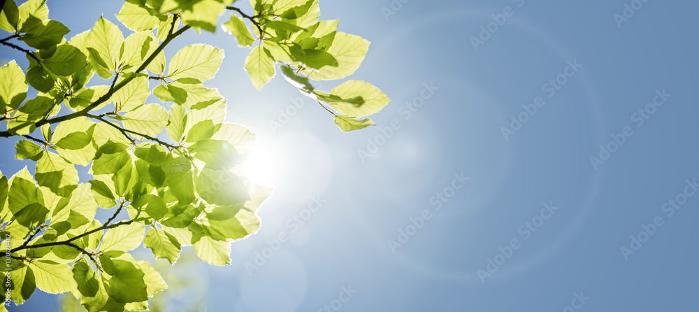 Obraz premium Spring leaf background