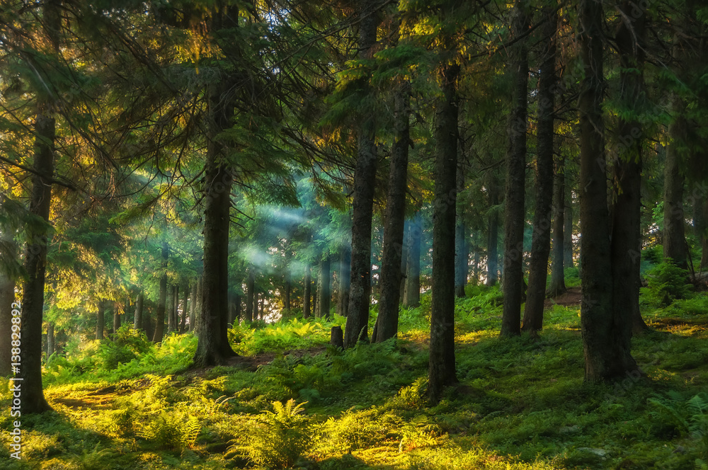 Fototapeta premium las iglasty wcześnie rano, promienie słoneczne przesączają się przez gałęzie i mgłę. Zielone paprocie nasycone i wiele innych roślin.