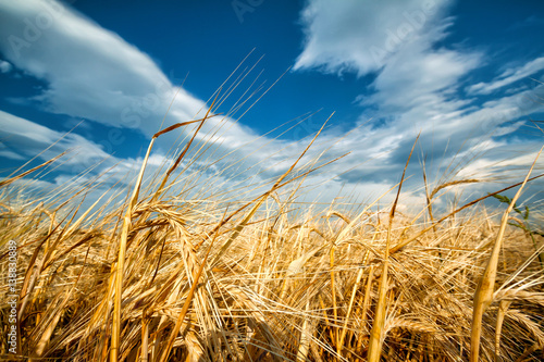 Golden ears of wheat against the blue sky