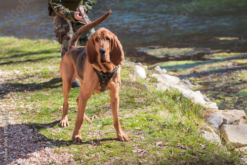 Tablou pe pânză Bloodhound dog on a leash