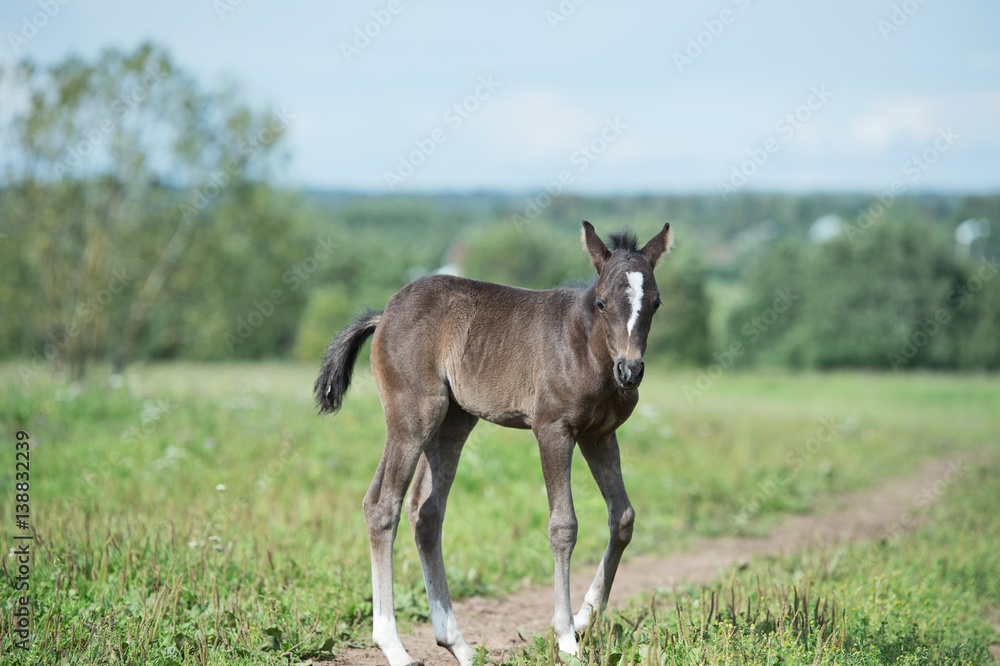 little pony baby in the field little pony baby in the field