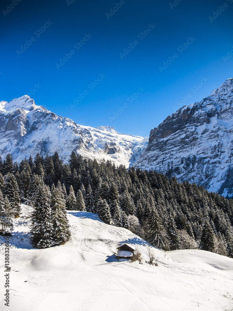 Schweiz, Kanton Bern, Berner Oberland, Interlaken-Oberhasli, Wetterhorn, Winterlandschaft  in Grindelwald bei Sonnenaufgang, hinten das Mittelhorn und Wetterhorn,
