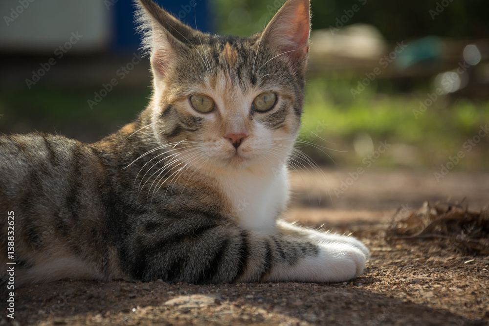 Cat lying on the ground looking at camera 