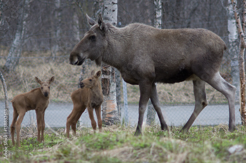 Norway - Mama moose and the kids