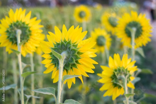 sunflower back view