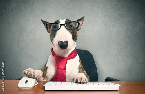 фотографія Business dog