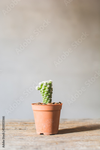 Little beautiful cactus  wood background , hipster tone photo