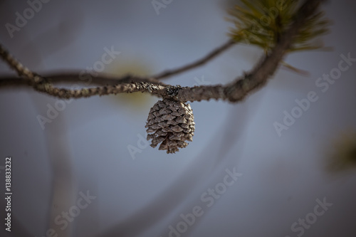 A beautiful pine cone in a natural habitat