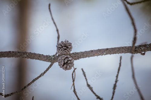 A beautiful pine cone in a natural habitat