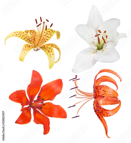 Fototapeta Naklejka Na Ścianę i Meble -  four isolated lily blooms collection