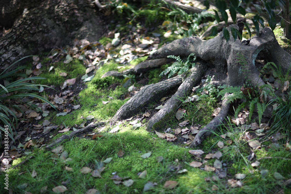 The stump of an old tree with roots on the soil surface in a park. The stump of an old tree with roots on the soil surface in a park.