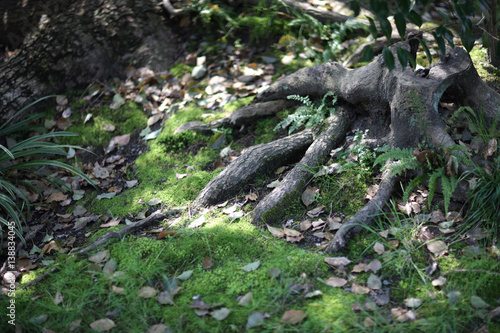 The stump of an old tree with roots on the soil surface in a park.
