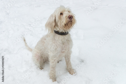 Wirehaired dog spinone italiano sitting on the snow