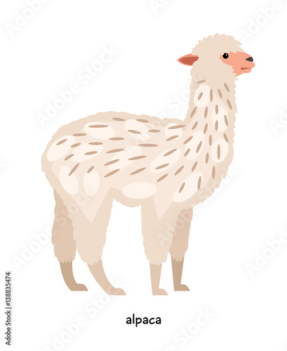 Alpaca - animal with long neck, resembling sheep, representative of camel family