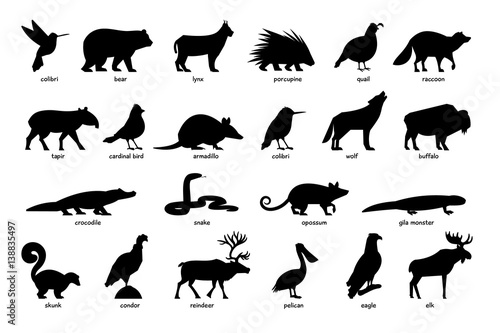 Large set of silhouettes of animals of North America