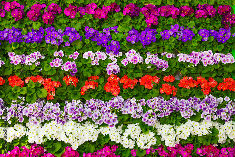 Obraz premium spring flowers. flowers background