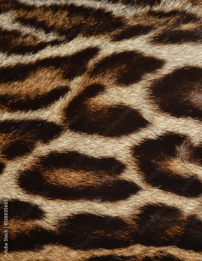 leopard background leopard background