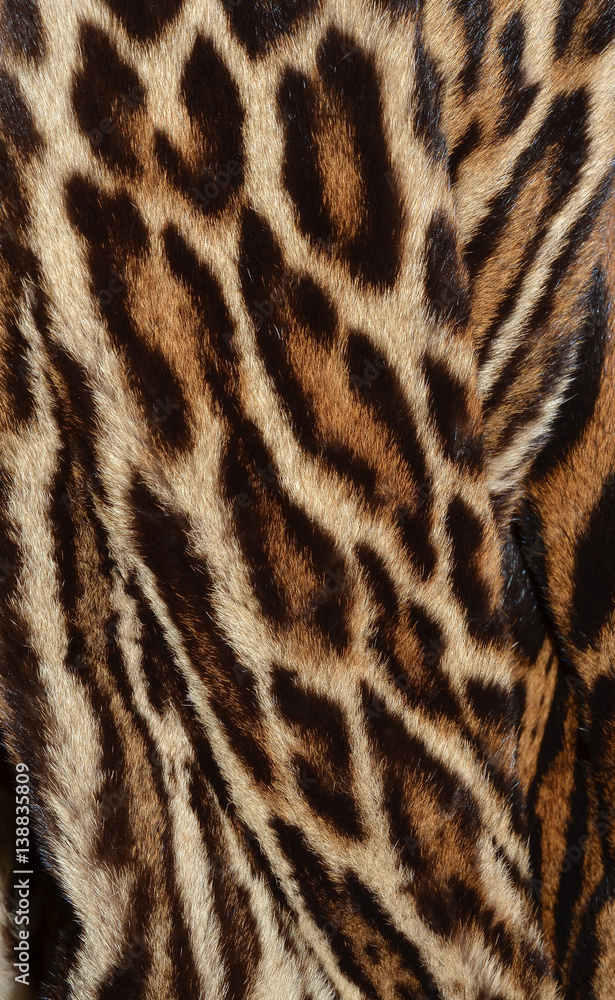 Naklejka premium leopard background