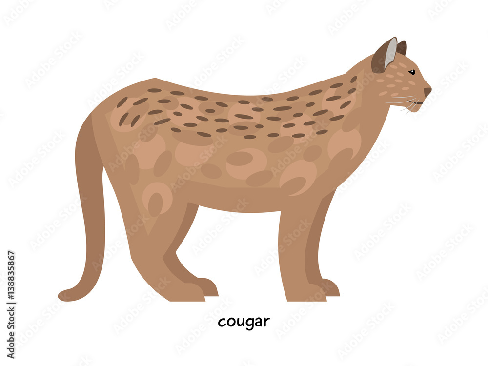 Fototapeta premium Cougar - ferocious predator, one of the largest cat species