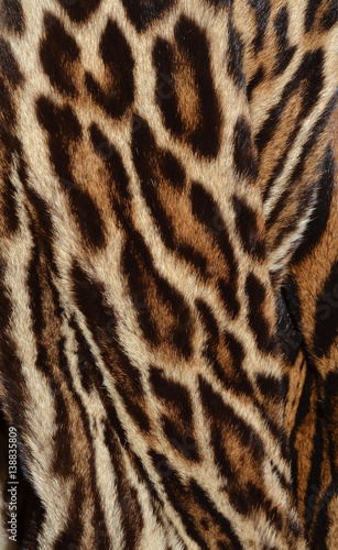 leopard background