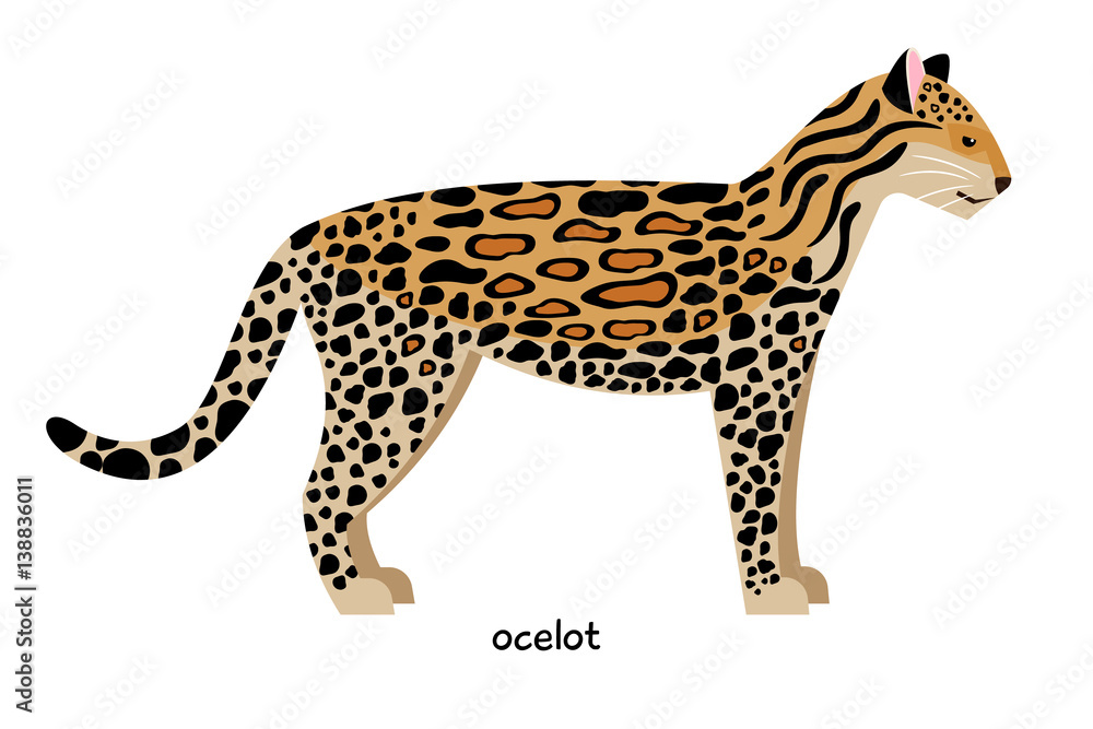 Ocelot - third largest American cat, after jaguar and puma Ocelot - third largest American cat, after jaguar and puma