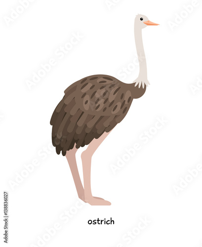Ostrich - most large bird in the world