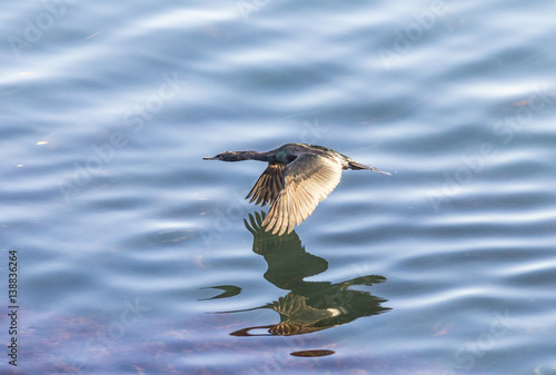 cormorant flying over the pacific ocean