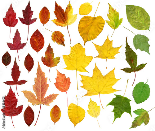 many autumn leaves