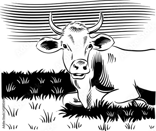 grazing cow, lying in a meadow while cud.