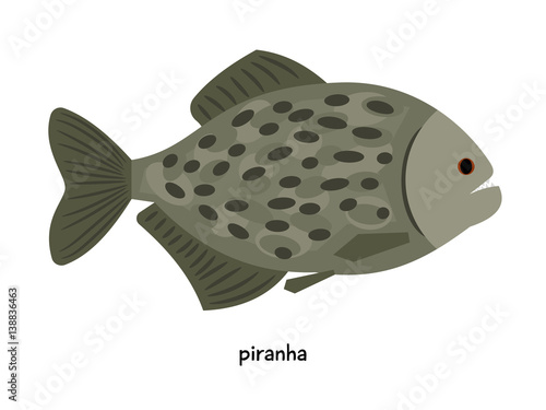 Piranha - small, but very dangerous predatory fish for all mammals and humans