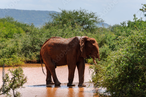 Photography elephant