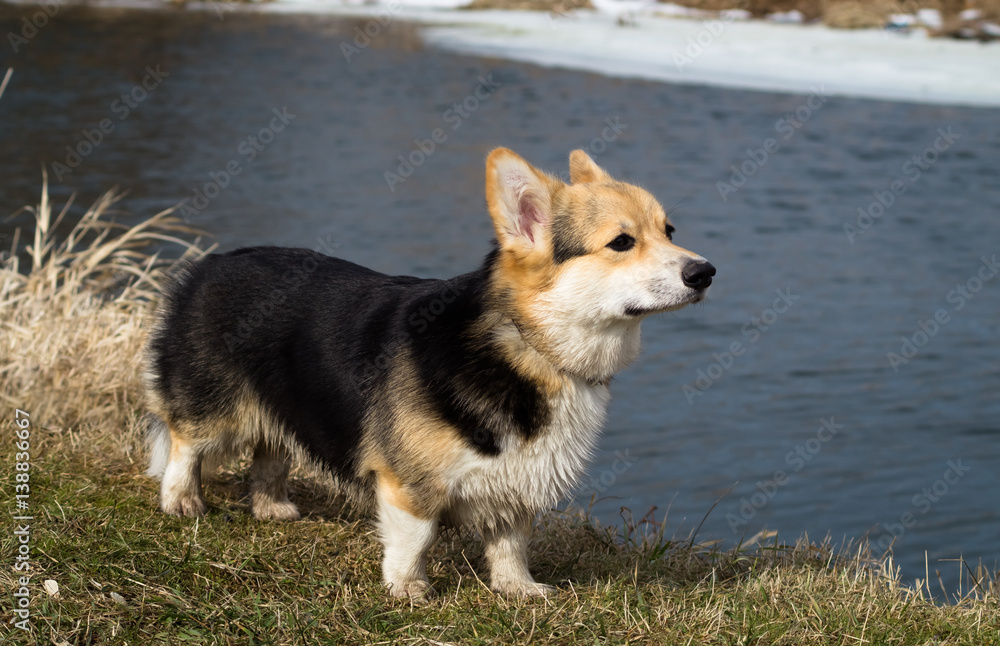 Dog in the grass by the river, lake. Spring season. Dog in the grass by the river, lake. Spring season.