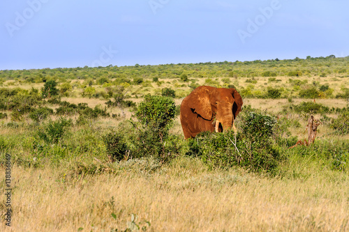 Canvas Print elephant