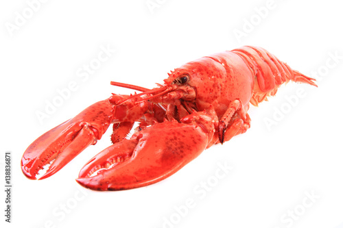 orange lobster isolated