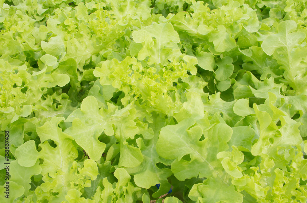 Soft focused picture of green lettuce in the hydroponic garden farm with sunny light Soft focused picture of green lettuce in the hydroponic garden farm with sunny light