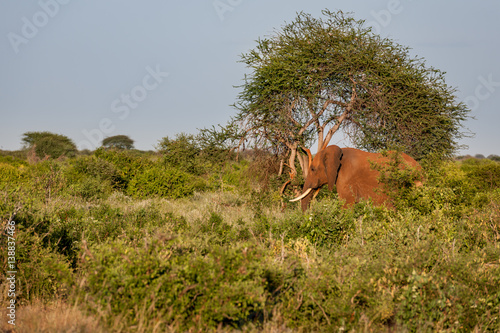 Photography elephant