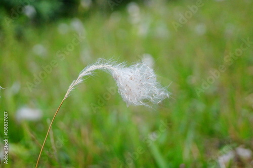 A close-up of the white grass spike