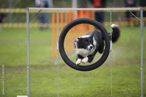 Proud dog - agility jump