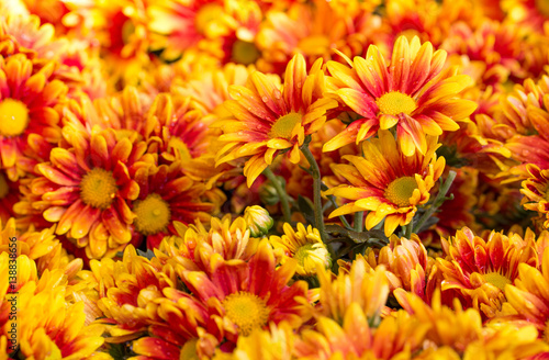 Fototapeta Naklejka Na Ścianę i Meble -  orange chrysanthemums daisy flower