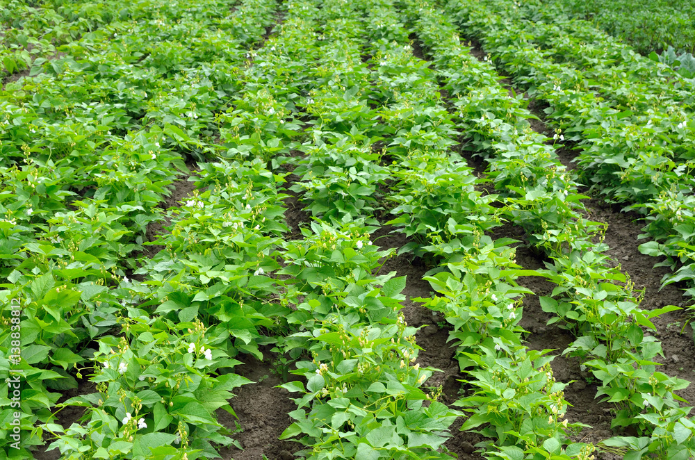 Young beans grow in rows in the vegetable garden Young beans grow in rows in the vegetable garden