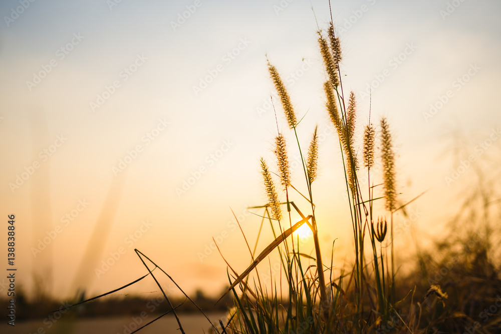 Obraz premium silhouette of grass flower on sunset