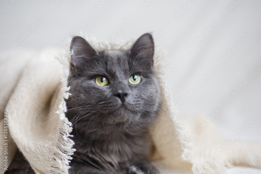 Fluffy gray cat lying under beige knitted blanket.
