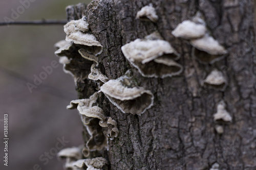 Mushrooms on the Tree