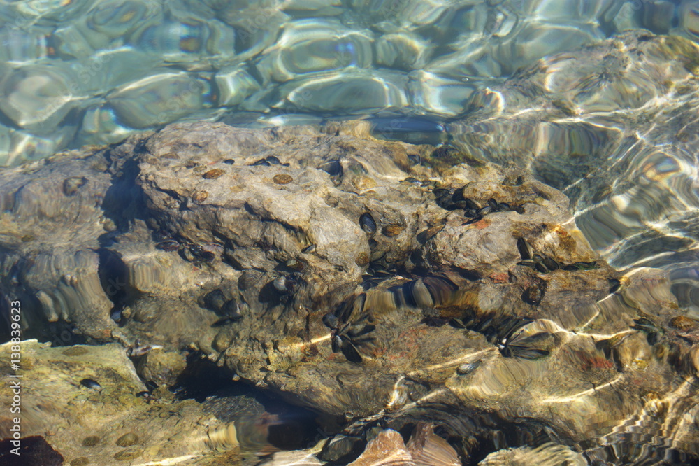 mussels in the sea on a stone mussels in the sea on a stone