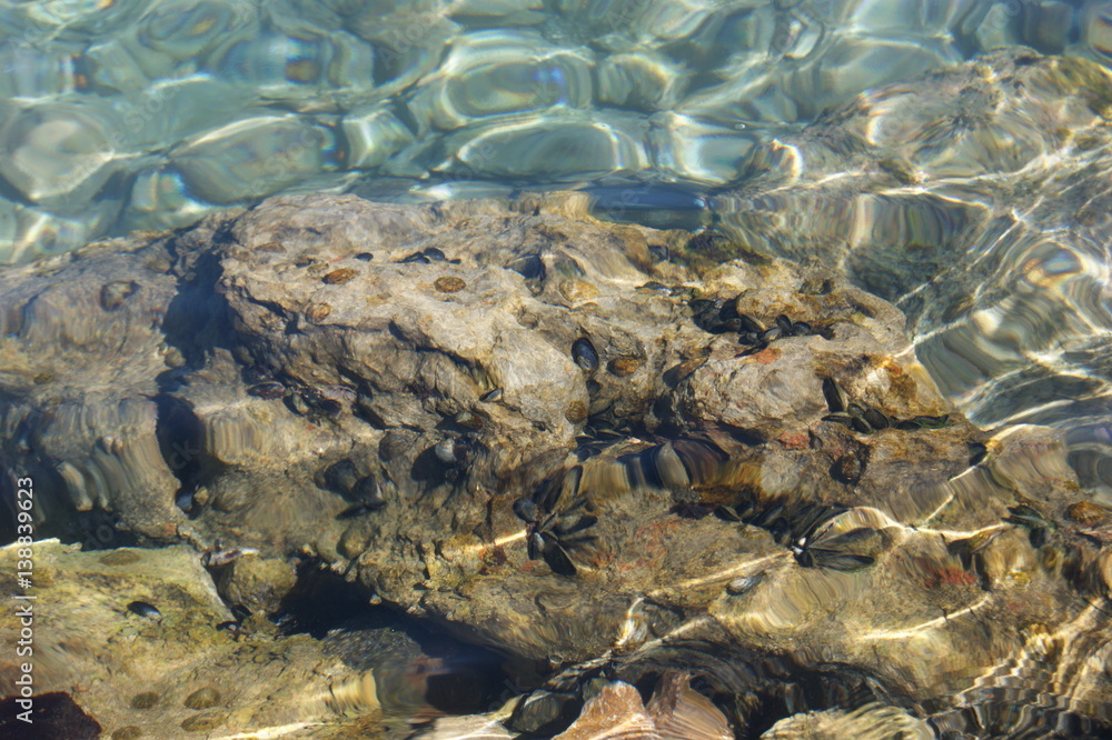 mussels in the sea on a stone