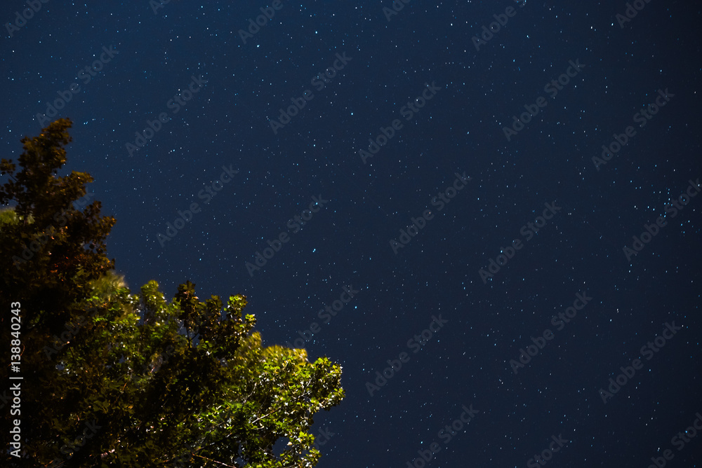 Fototapeta premium Blue dark night sky with many stars above field of trees.